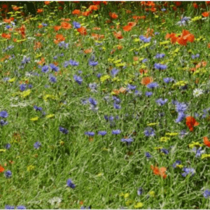Lovely English Meadow