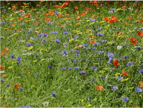 Lovely English Meadow