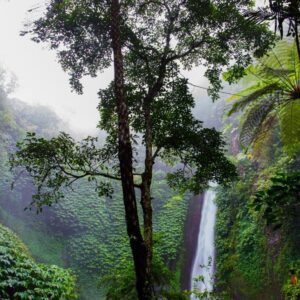Tranquil Jungle Canopy Collection