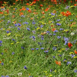 Lovely English Meadow Collection