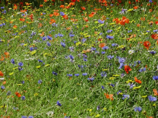 Lovely English Meadow Collection