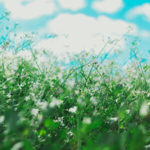 Flowers and a blue sky