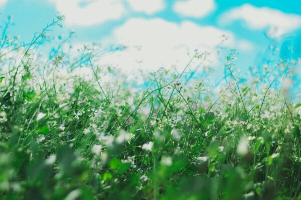 Flowers and a blue sky