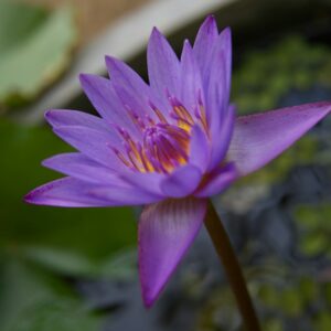 Blue Lotus Bliss