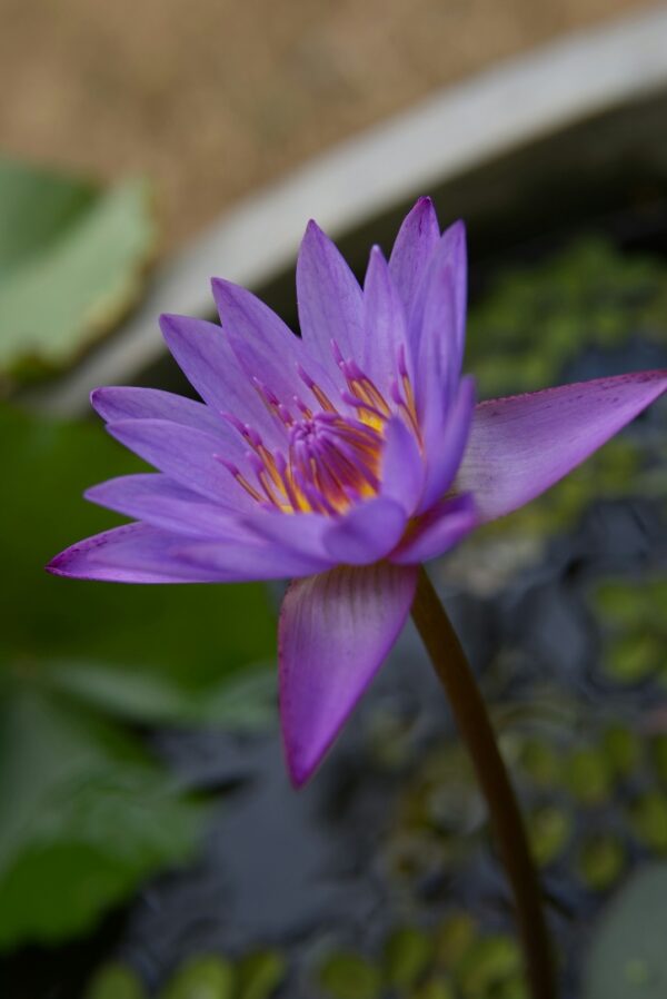 Blue Lotus Bliss