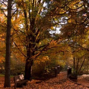 Chilly Autumn Stroll