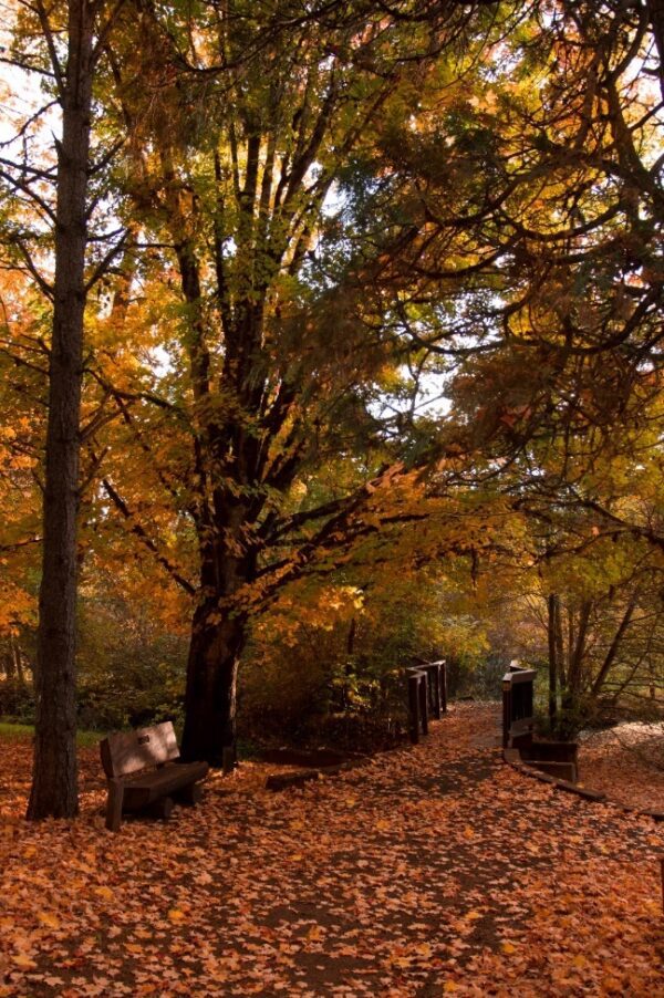 Chilly Autumn Stroll