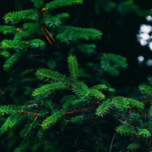 Crisp Winter Air ~ Organic Sugar Body Scrub