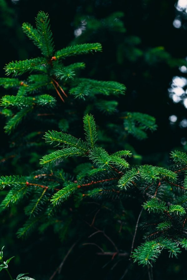 Crisp Winter Air ~ Organic Sugar Body Scrub