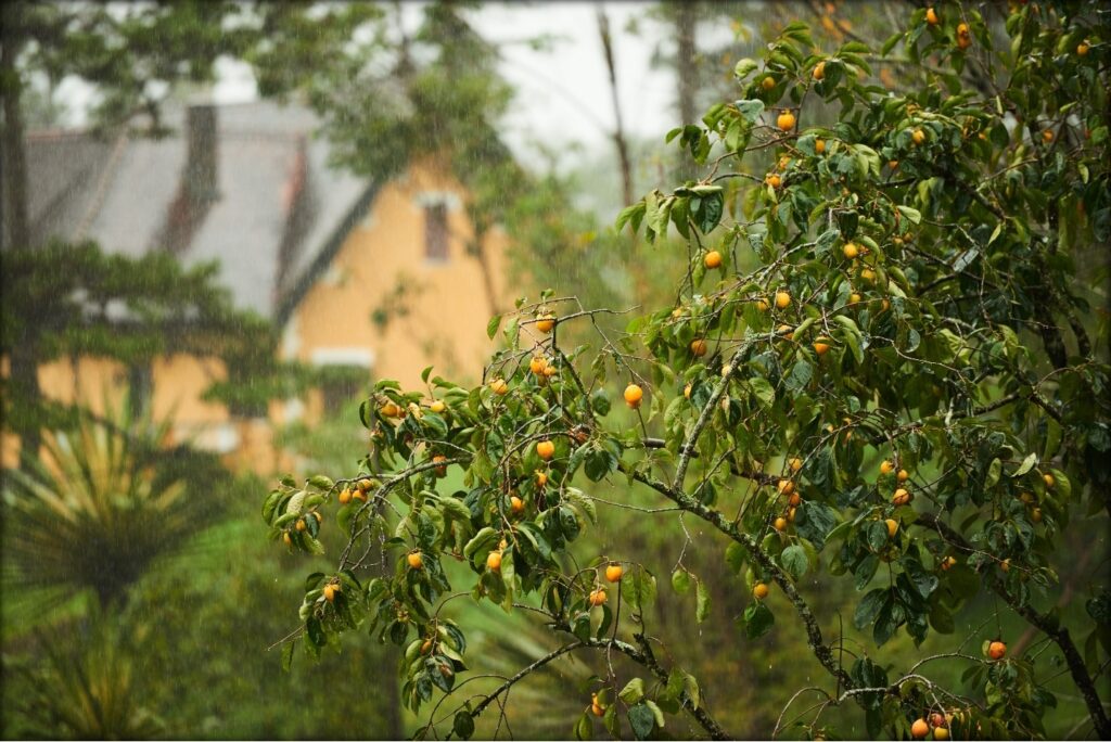French Potager Garden