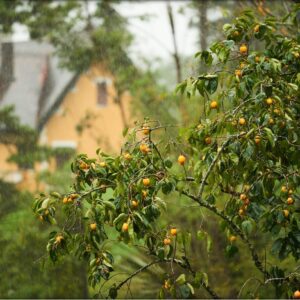 French Potager Garden