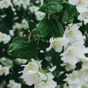 Jasmine Sunshine