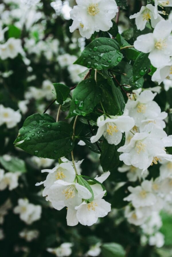 Jasmine Sunshine