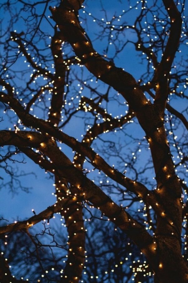 Tree branches with lights