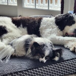 Dogs sleeping