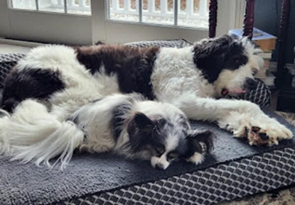 Dogs sleeping