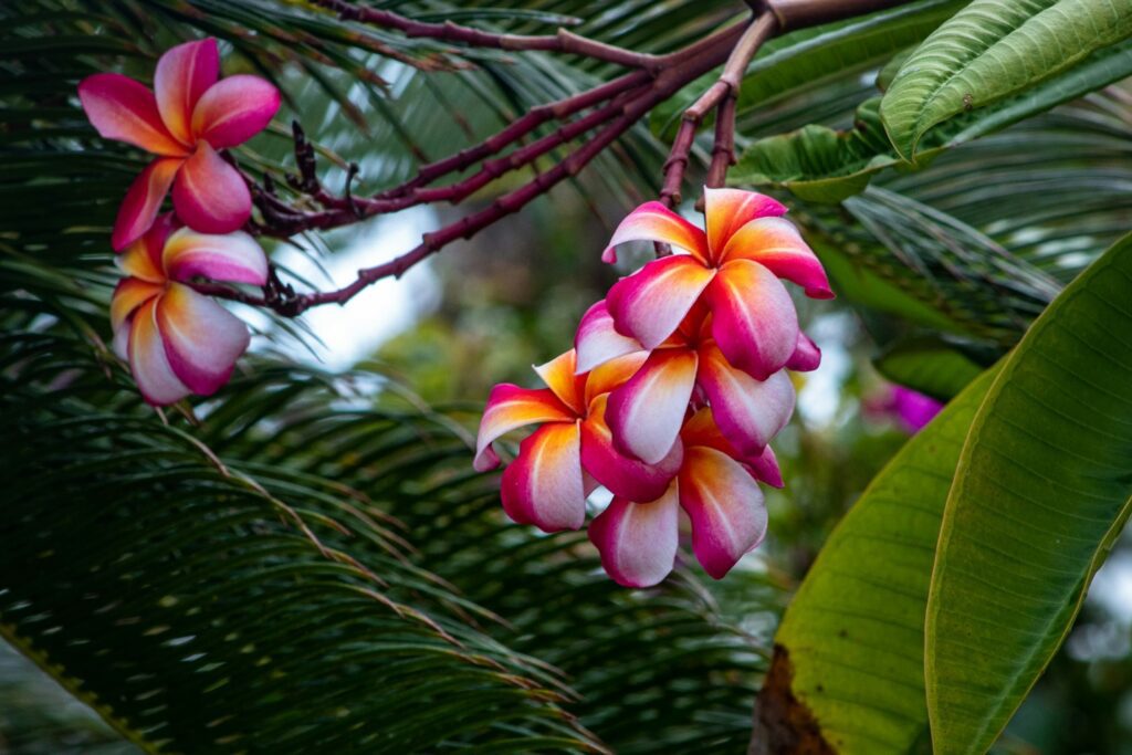 Plumeria Bloom