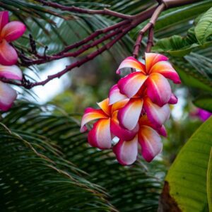 Plumeria Bloom