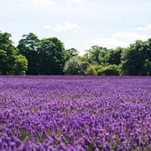 Soothing Lavender Woodland