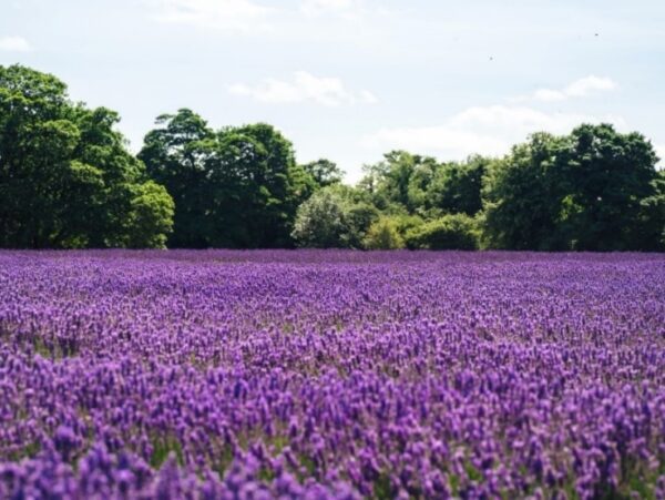 Soothing Lavender Woodland