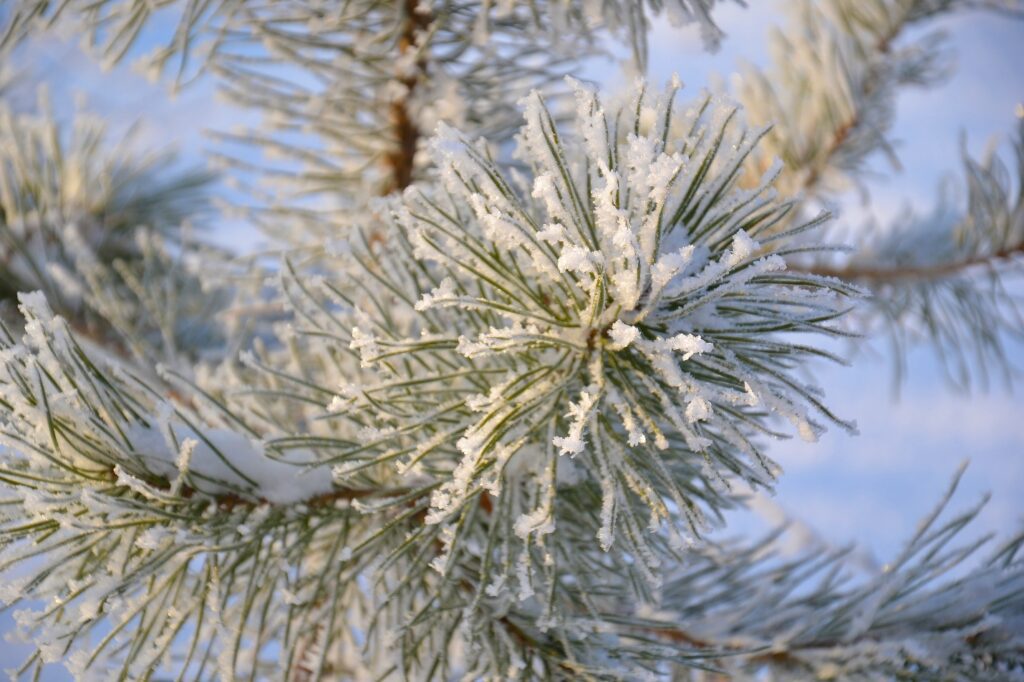 Sparkly Frosty Pine