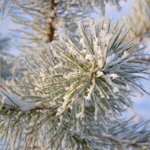 Sparkly Frosty Pine