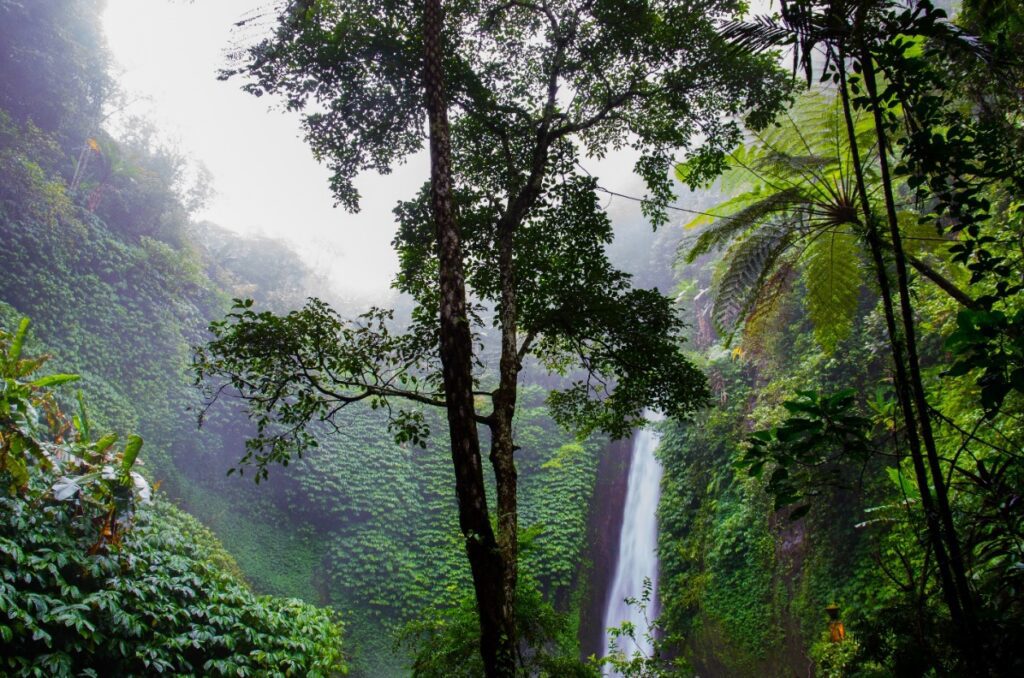 Tranquil Jungle Canopy