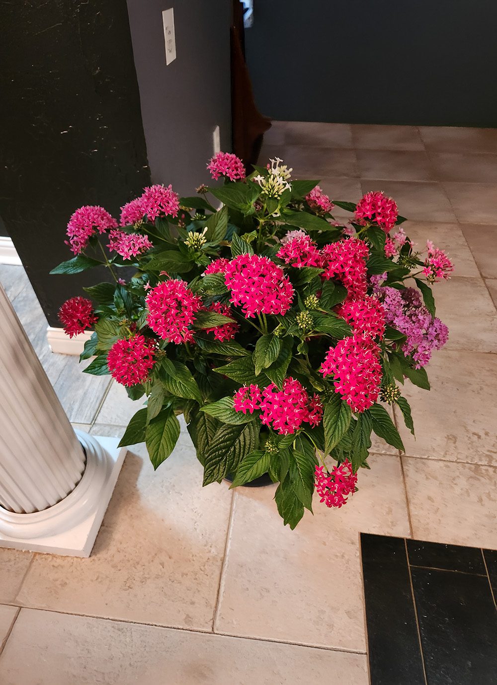 pink flowers sits gracefully on a tiled floor