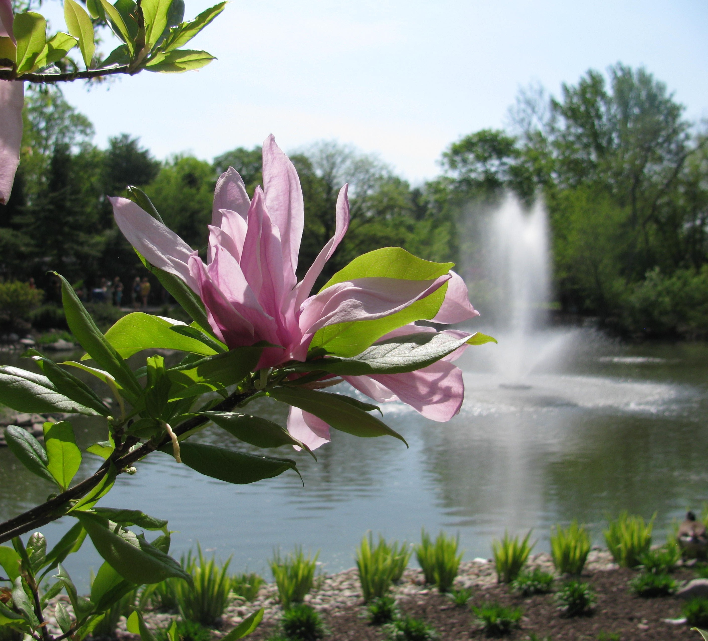 flower in the river
