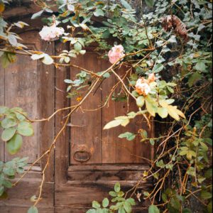 Sandal Rose Bloom