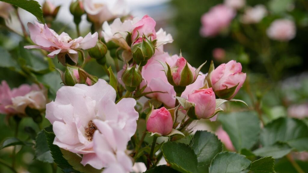Blooming Vanilla Rose
