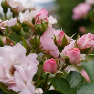 Blooming Vanilla Rose