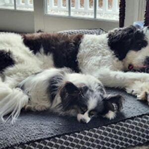 Pet Calming