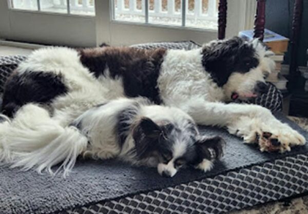 Pet Calming