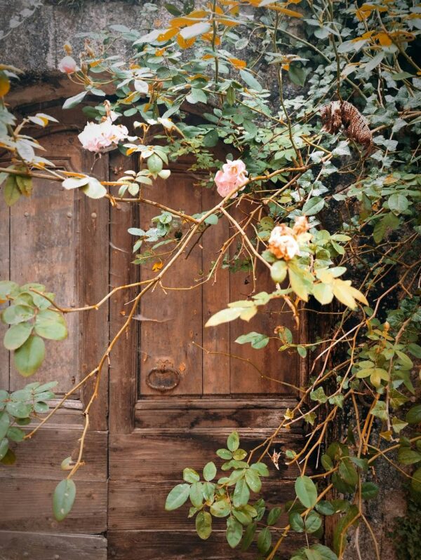 Sandal Rose Bloom